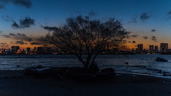 Silhouette Photography of Tree Near Body of Water