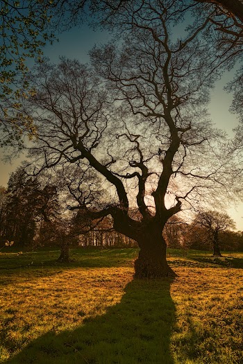 Silhouette Photography of Trees