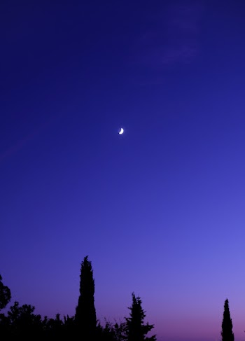 Silhouette Photography of Trees During Night