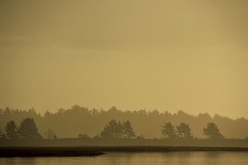 silhouette photography of trees near the body of water