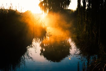 Silhouette Photography of Trees Near Water