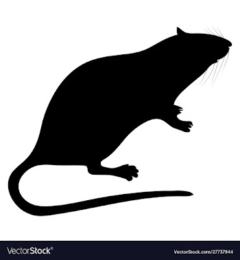 Silhouette rat on white background vector image