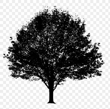 Silhouette tree png sticker on transparent | Free PNG - rawpixel