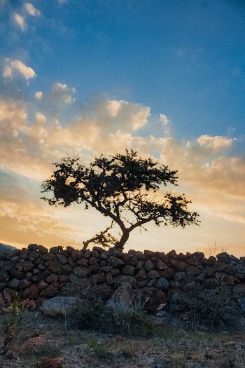 Silhouette Trees on Stone Wall during Golden Hour