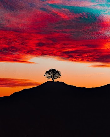 Silhouette View of Tree Under Red Sky