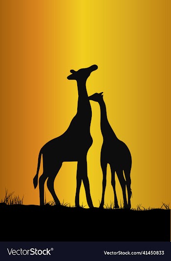 silhouettes of giraffes