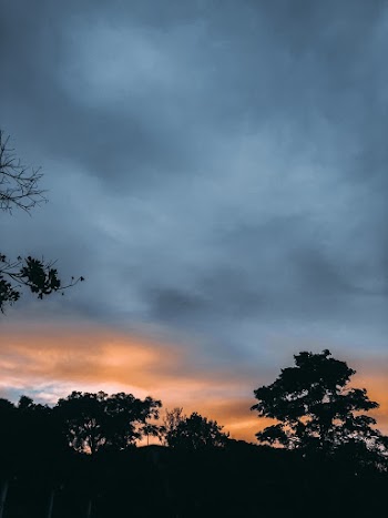 Silhouettes of Trees Under Dramatic Sky