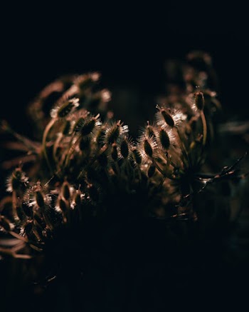 Silhoutte of a Plant