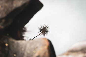 Silhoutte of a Plant