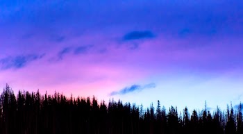 Silhoutte of Trees during Sunset