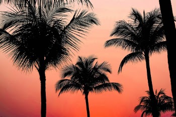 Silhoutte Photography of Coconut Tree
