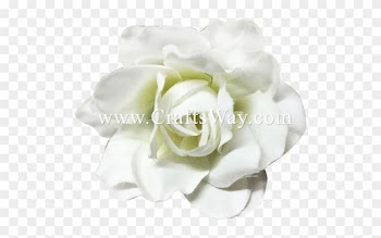 Silk Gardenia - Garden Roses