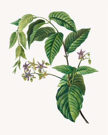Silkvine branch | Free stock vector - 569070