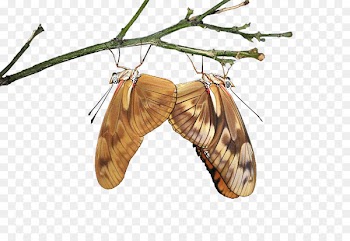 Silkworm Moth - dragonflies 