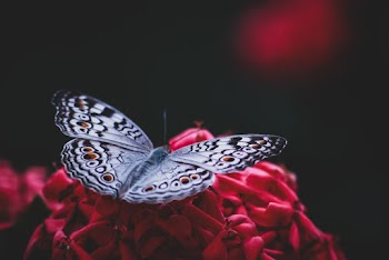 Silver and Black Butterfly on Red Artificial Flower
