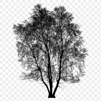 Silver Birch png tree sticker | Free PNG - rawpixel