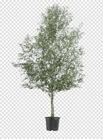 Silver birch Tree Oak River birch Shrub, birch transparent background PNG clipart