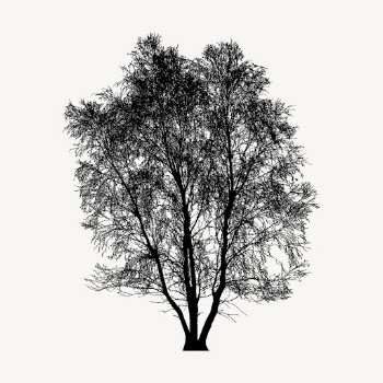 Silver Birch tree silhouette clipart, | Free Vector - rawpixel