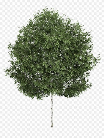 Silver Birch Weeping Willow Betula Alleghaniensis Tree - Silver Birch Tree Png