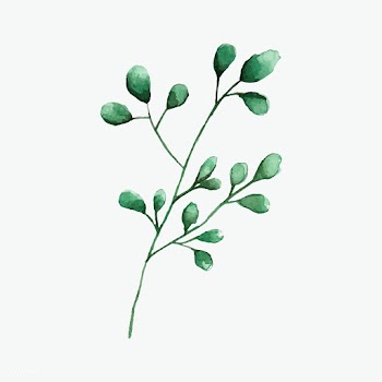 Silver dollar eucalyptus leaves painted in wa.. | Free stock vector - 489183