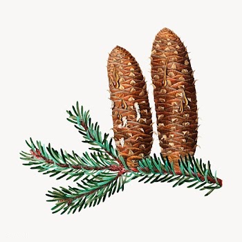Silver fir and conifer cones | Free stock vector - 568996