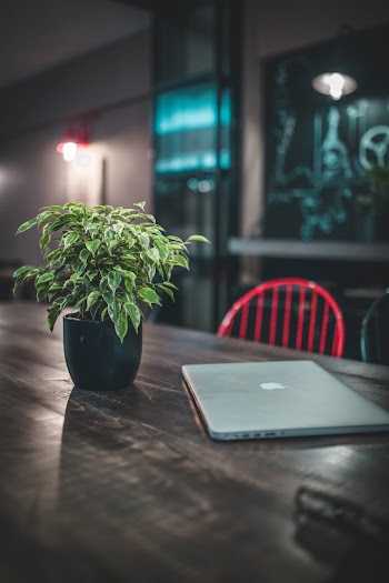 Silver Macbook Pro Near Green-leafed Plant on Table