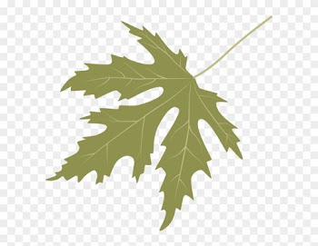 Silver Maple - Maple Leaf