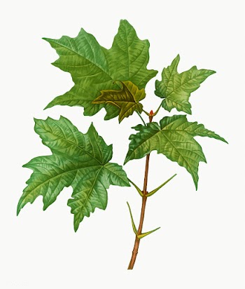 Silver maple tree branch | Free stock vector - 568532