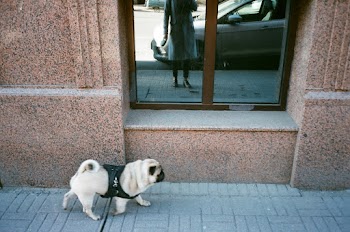 Silver Pug Beside Concrete Wall