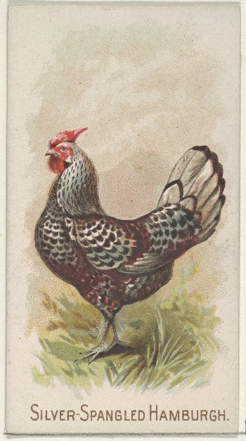Silver-Spangled Hamburgh, from the Prize | Free Photo - rawpixel