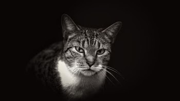 silver tabby cat