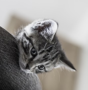 Silver Tabby Cat