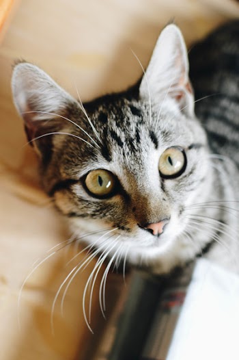 Silver Tabby Cat