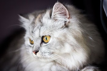 silver tabby cat