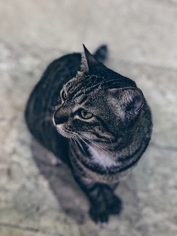 Silver Tabby Cat