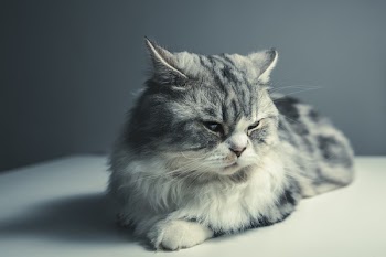 Silver Tabby Cat