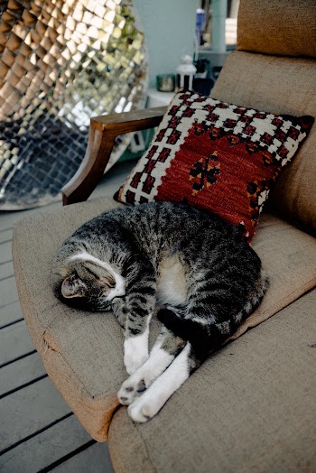 Silver Tabby Cat