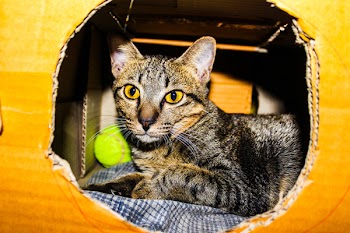 Silver Tabby Cat Inside a Brown Cardboard Box