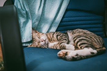 Silver Tabby Cat Lying on Teal Padded Chair