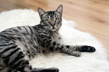 Silver Tabby Cat Lying on White Textile