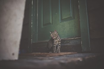Silver Tabby Cat on Brown Doormat