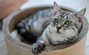Silver Tabby Cat on Round Cardboard Tube