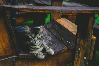 Silver Tabby Cat on Wooden Armchair