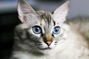 Silver Tabby Cat Selective Focus Photography