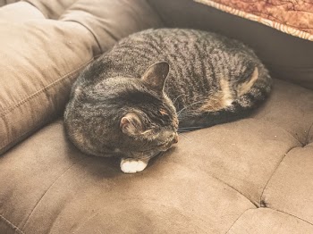 Silver Tabby Cat Sleeping on Gray Sofa