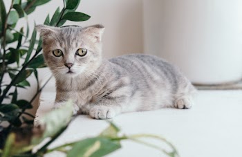 Silver Tabby Kitten