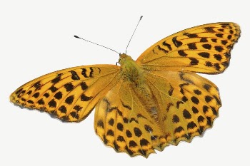  Silver-washed fritillary butterfly collage | Free PSD - rawpixel