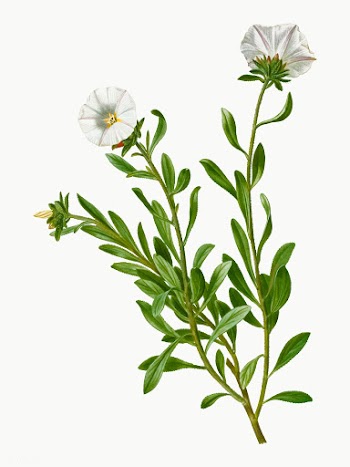 Silverbush flowers | Free stock vector - 569177