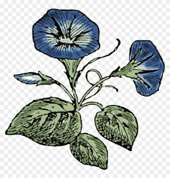 Similar Clip Art - Morning Glory Flower Vector
