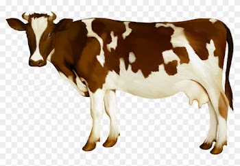Simmental Cattle Milk Dairy Cattle Calf - Cow Png